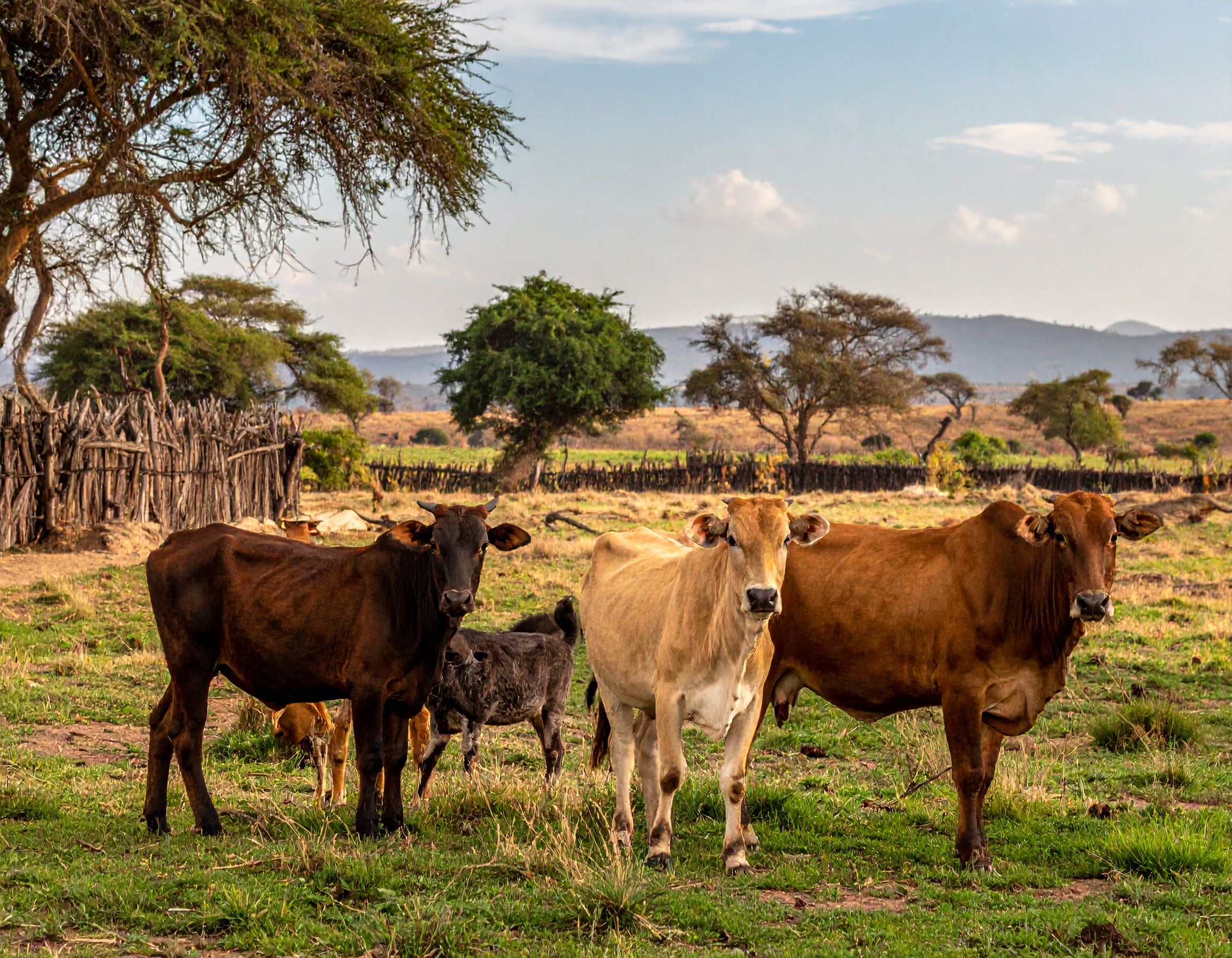 Livestock consultancy
